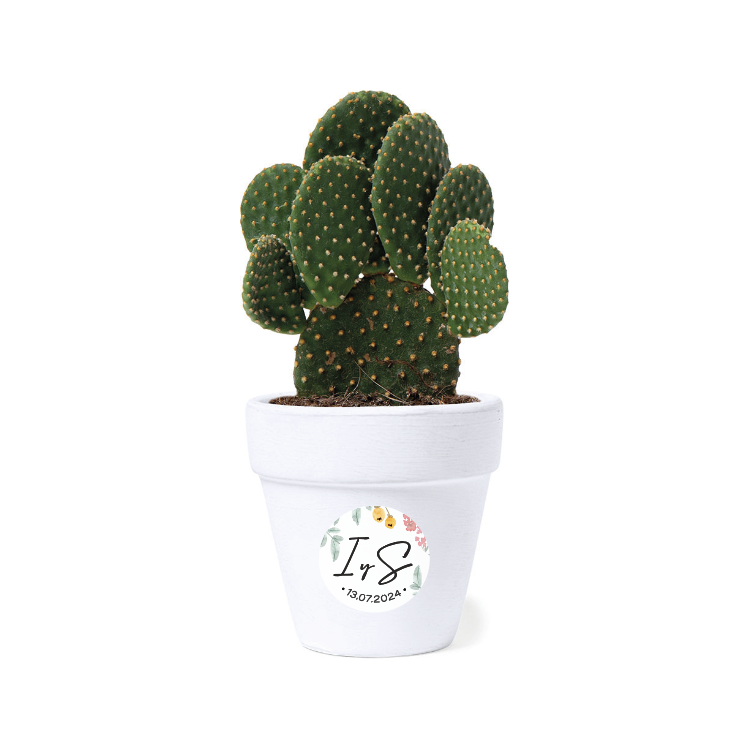 Kit de semillas modelo Cactus